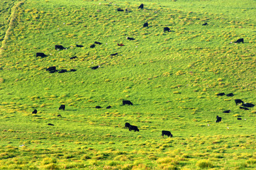 Cattle on a thousand hills