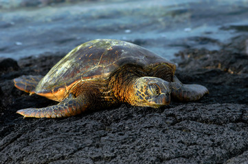 Obraz premium Dozing sea turtle