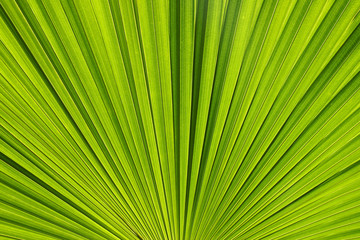 Ruffled Fan Palm Leaf Natural Pattern Background