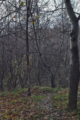 a path in the forest leads to ravines