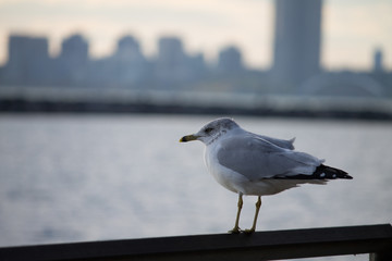 Seagull sitting on railing