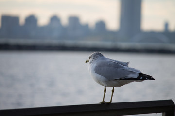 Seagull sitting on railing