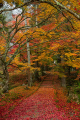 Fototapeta na wymiar 京都 龍穏寺の紅葉と秋景色