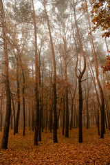 Autumn landscape - foggy morning, yellow leaves, trees,
