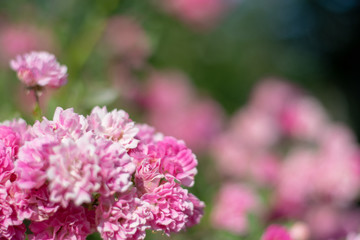 Fototapeta premium Pink rose flowers close-up 4