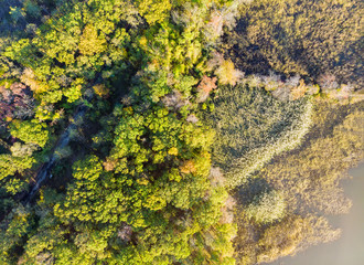 Landscape with autumn a height trees with colorful and yellow leaves.