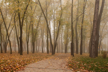Autumn landscape - foggy morning, yellow leaves, park alley, trees