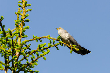 cuckoo on a spruce branch