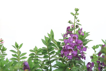Angelonia goyazensis Benth, purple color flowers on white background 