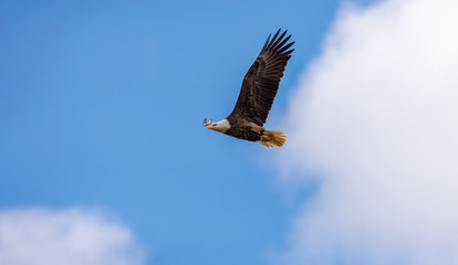 Bald Eagle in flight with blue sky and billowing clouds.