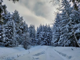 Winter Christmas Trees in the snow