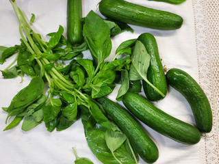 Fresh farming cucumbers and green basil. Vegetables and aromatic herbs covered with drops of water lie on the kitchen table. Selective focus