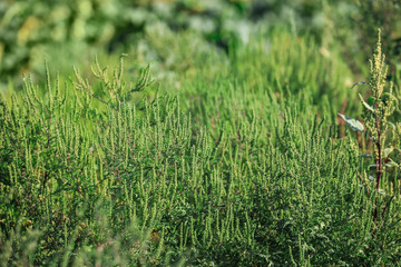 Blooming ragweed plants (Ambrosia genus) outdoors. Seasonal allergy