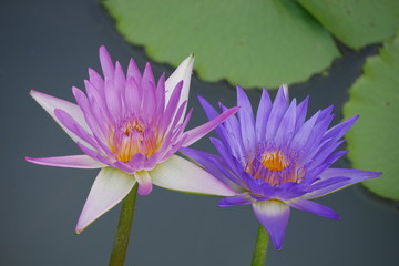 Two Purple lotus flower in the pond