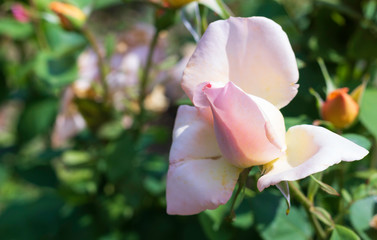 Big pink rose closeup in the garden on green leaves background