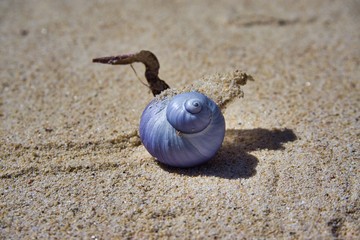 Schnecke