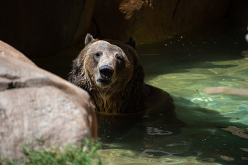 Swimming Grizzly