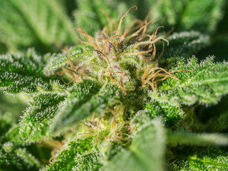 Cannabis Plant Flower HDR