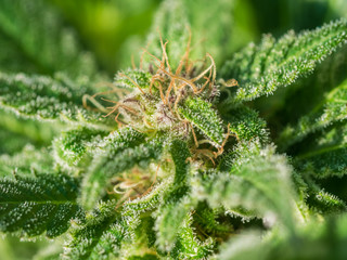 Cannabis Plant Flower HDR