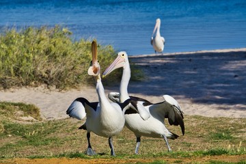 Pelikane