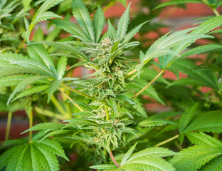 Cannabis Plant Flower HDR