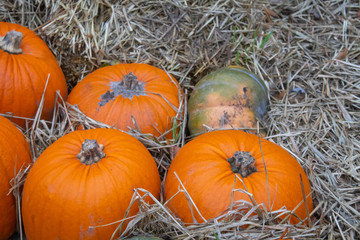 Pumpkins in Tivoli Copenhagen