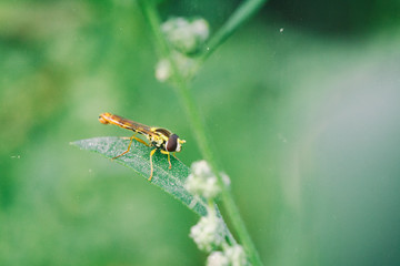 fly on leaf