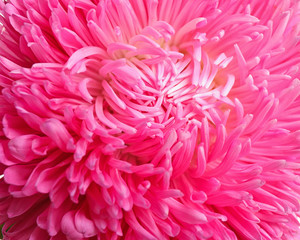 Beautiful pink aster flower on white background, closeup