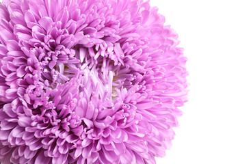 Beautiful violet aster flower on white background, closeup