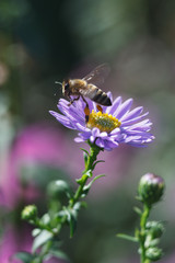 bee on flower