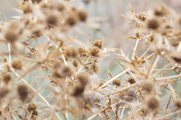 close up of dry plant with thorns closeup