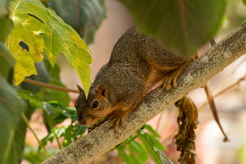 Squirrel in Tree