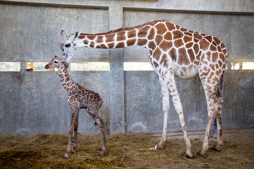 Baby giraffe is giving birth on the land