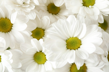 Beautiful white chamomile flowers as background, closeup