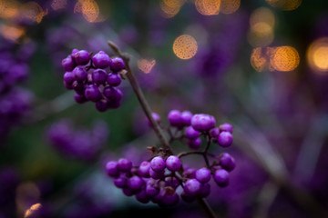 Purple berries