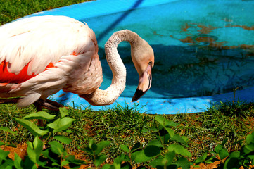 A bright pink flamingo stands on one leg in a zoo.
