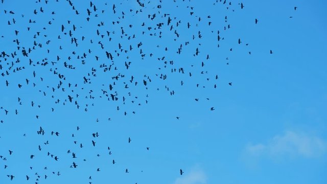 Birds circle a huge flock in the sky. Raven chicks learn to fly before flying to warmer climes.