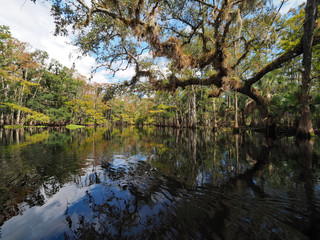 Oak and cypress trees on shores of Fisheating Creek, Florida reflected in calm water on autumn afternoon.
