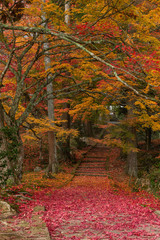 京都 龍穏寺の紅葉と秋景色