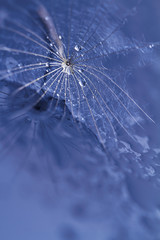 Dandelion seed with water drops