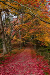 京都 龍穏寺の紅葉と秋景色