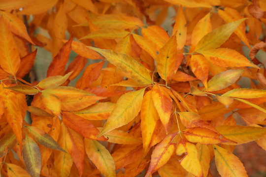 Tree with bright leaves outdoors on autumn day