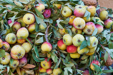 le sorba, tipica e antica frutta autunnale