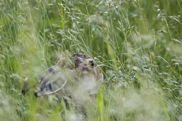 Ein Hase versteckt sich im Gras vor Furcht als Angsthase