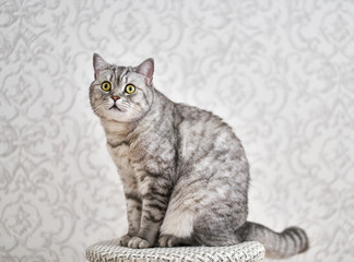 Tabby cat sits and looks up on a background of gray wallpaper. Cat sitting in front of a grey background