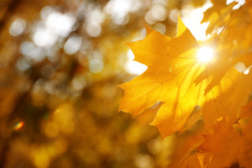 Tree branch with sunlit golden leaves in park, closeup. Autumn season