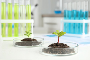 Petri dish with soil and sprouted plant on white table in laboratory. Biological chemistry