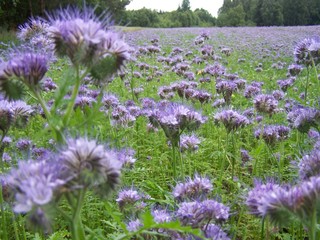Obraz premium field of flowers
