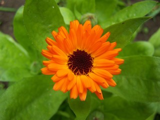 yellow flower in the garden