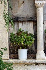 Greece – Folegandros island.  Herbs growing in a window in a village square.